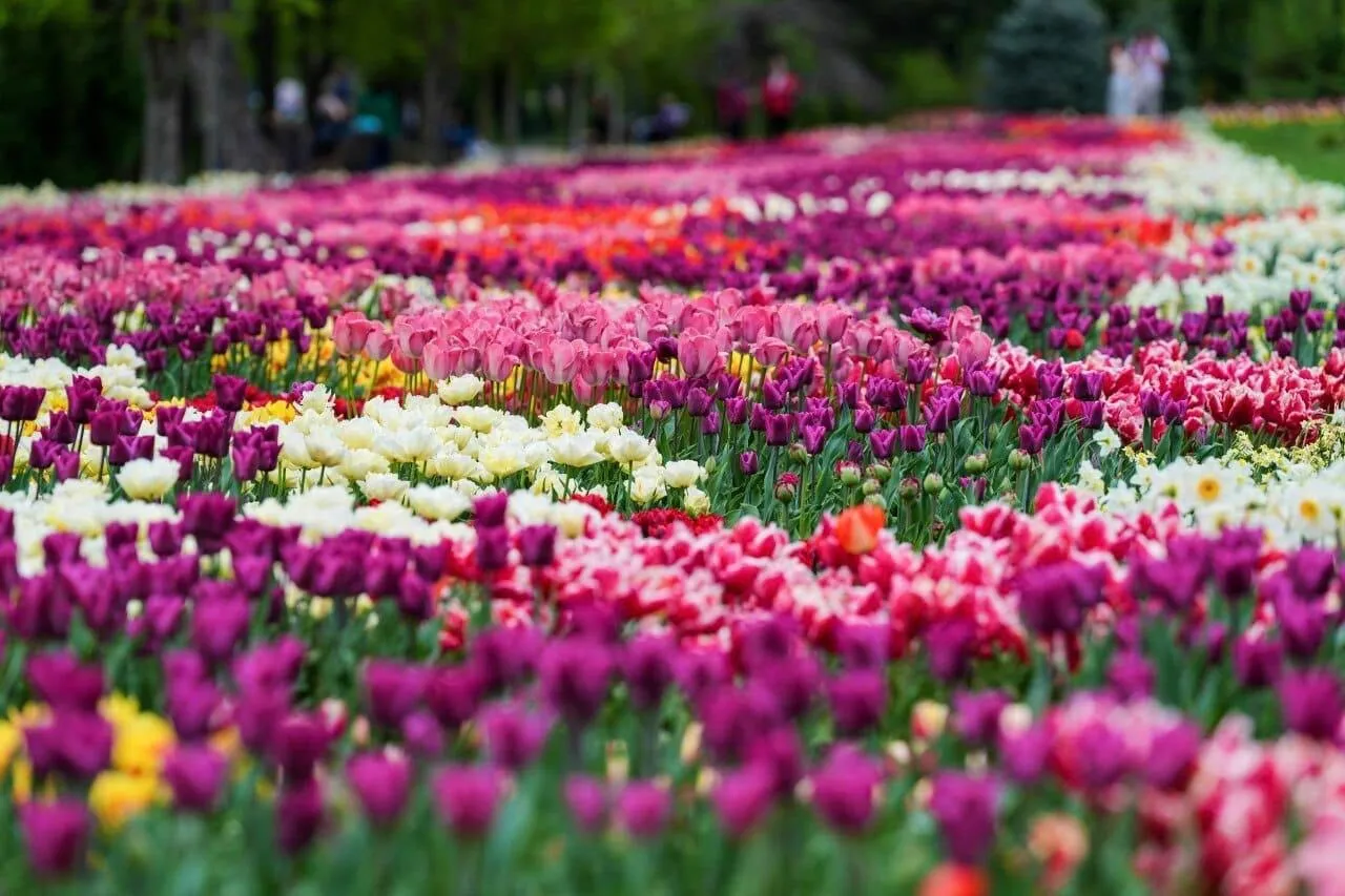 lia olguța vasilescu (7) lia olguța vasilescu (7)