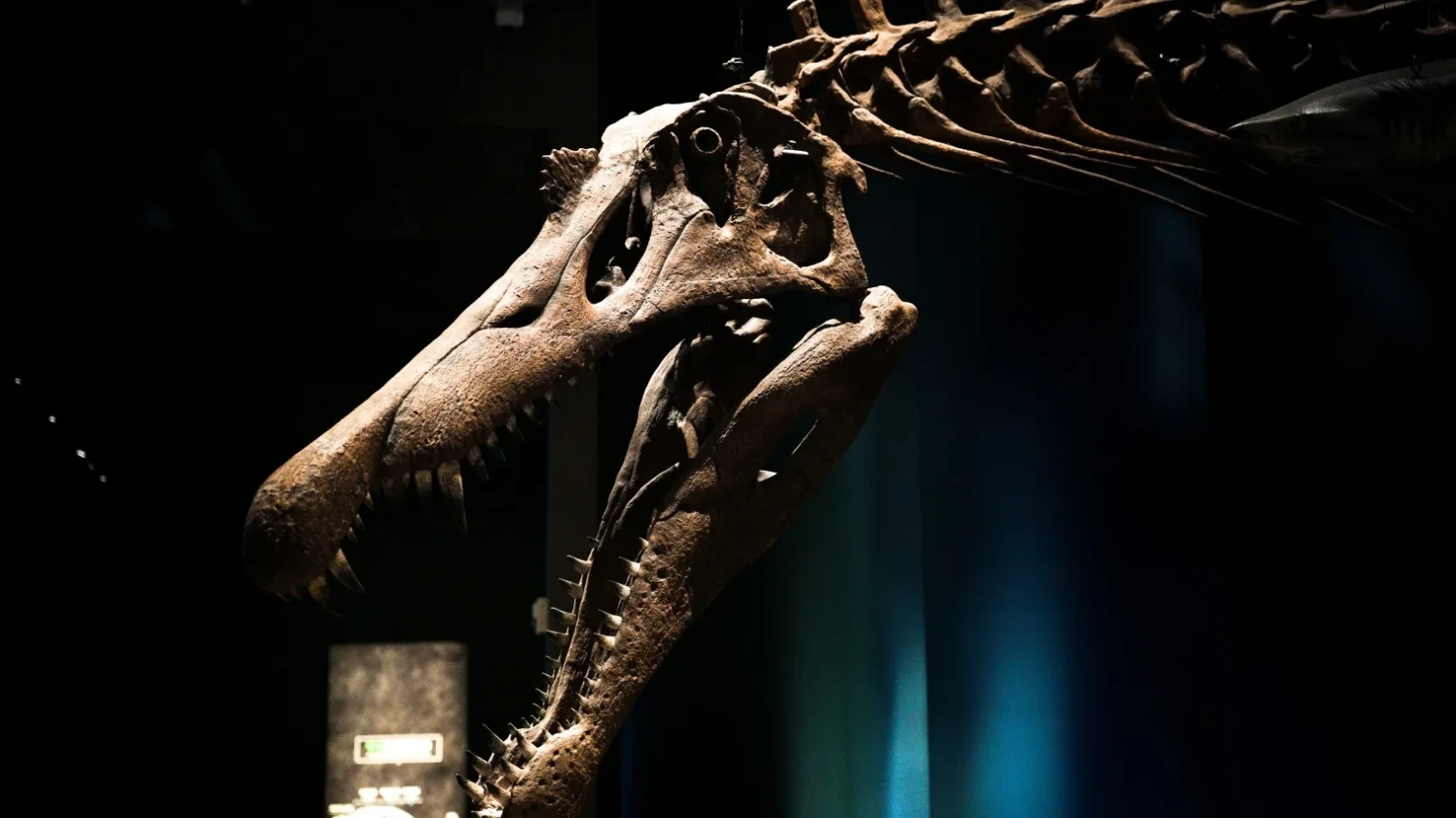 O nouă specie de dinozaur, descoperită în România. Cercetătorii vorbesc despre un „pui de dragon"