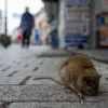 Article Thumbnail