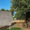 Article Thumbnail